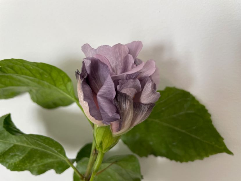  - Formosa Black Pearl