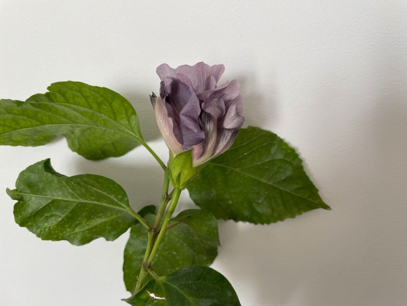  - Formosa Black Pearl