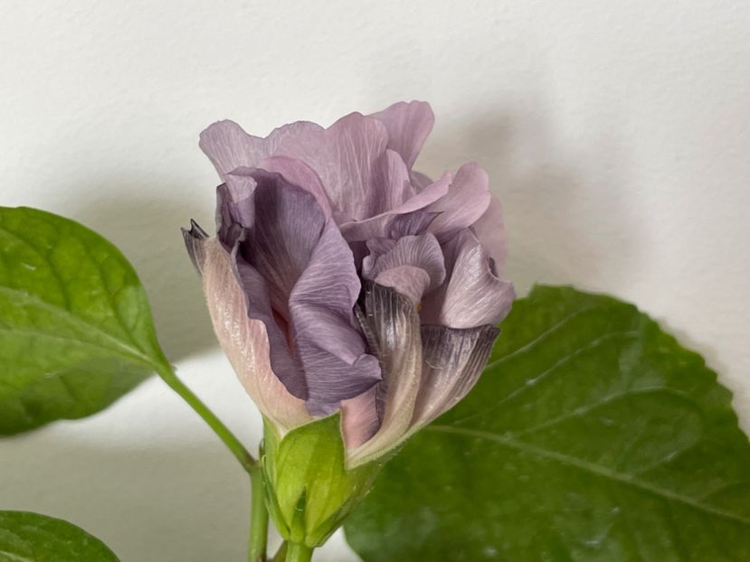  - Formosa Black Pearl