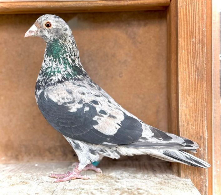  - Nu îmi aparțin 11