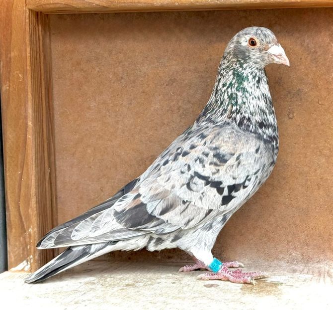  - Nu îmi aparțin 11