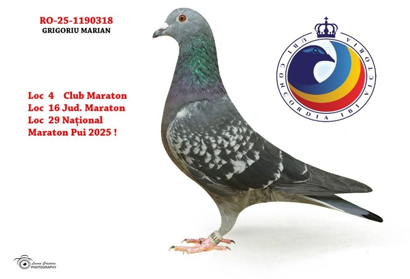 318 - Rezultate porumbei de Rijckaert 2025