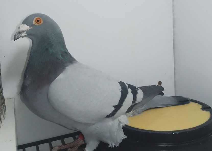 Gaston DeRau Shablonu, mama & kubacek tatăl ,nepot Brutus - Sofia