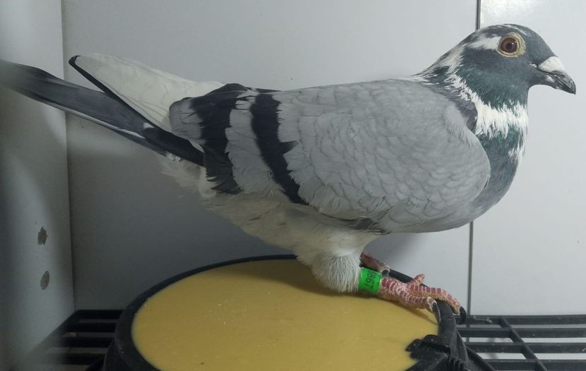 Tatăl kubacek & mama engels nepoată pantanni guido lox - Sofia