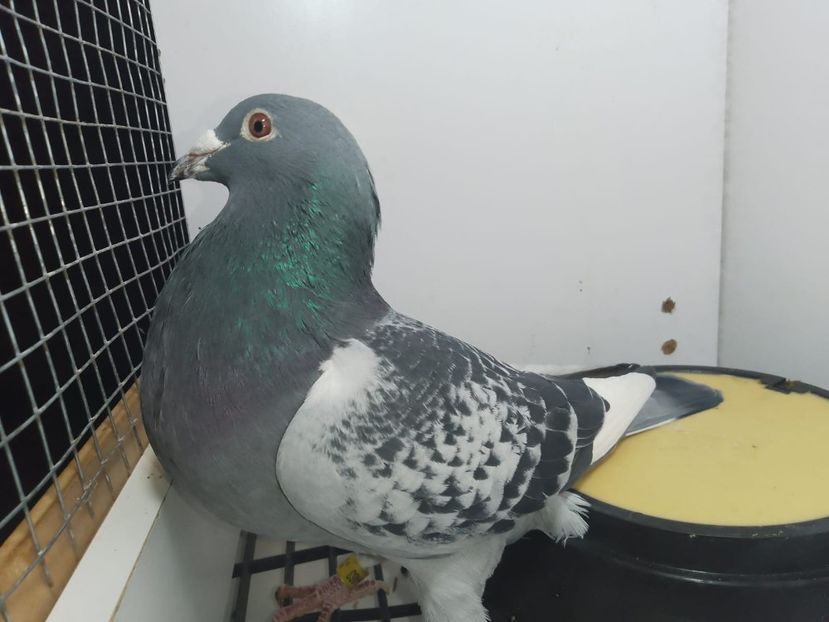 Cor de Heijde consangvin Clamper - Sofia