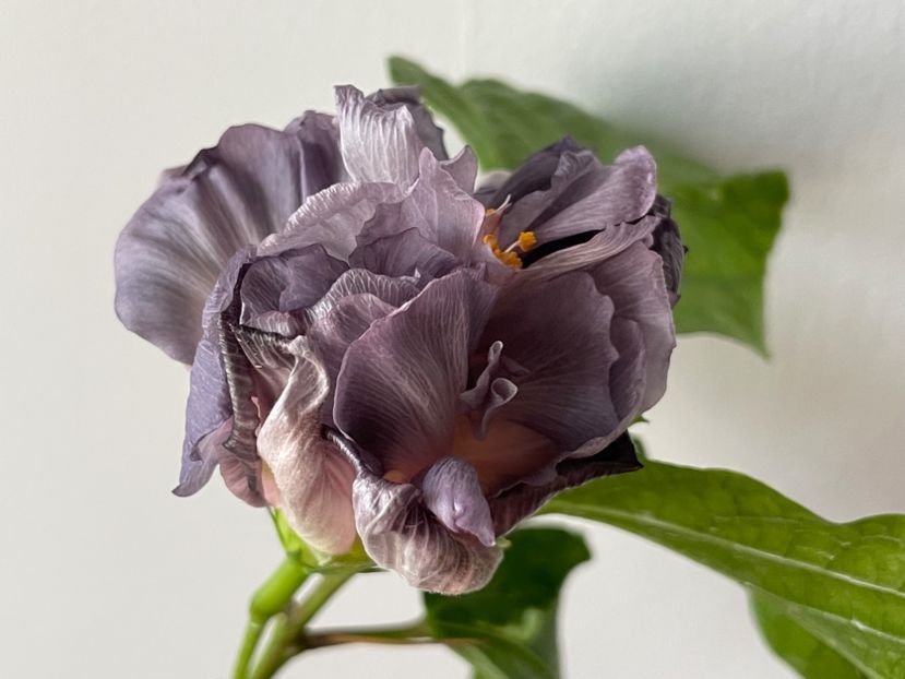  - Formosa Black Pearl