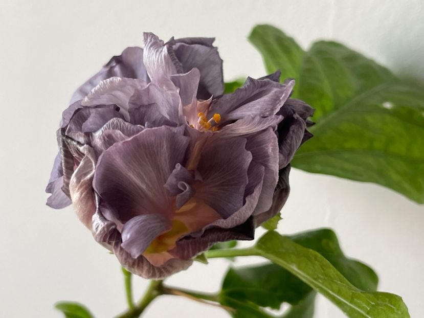  - Formosa Black Pearl