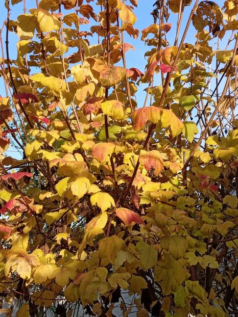  - SEPTEMBRIE-OCTOMBRIE - NOIEMBRIE