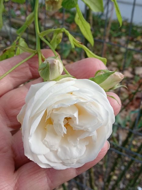  - SEPTEMBRIE-OCTOMBRIE - NOIEMBRIE