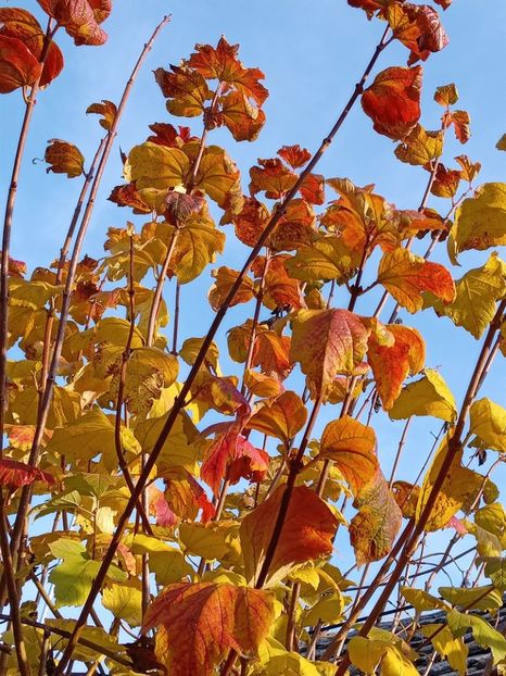  - SEPTEMBRIE-OCTOMBRIE - NOIEMBRIE