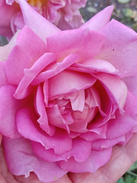  - SEPTEMBRIE-OCTOMBRIE - NOIEMBRIE