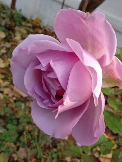  - SEPTEMBRIE-OCTOMBRIE - NOIEMBRIE