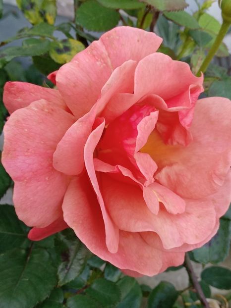  - SEPTEMBRIE-OCTOMBRIE - NOIEMBRIE