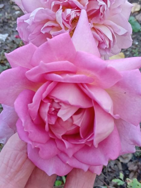  - SEPTEMBRIE-OCTOMBRIE - NOIEMBRIE