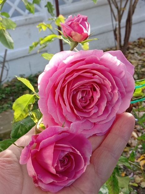  - SEPTEMBRIE-OCTOMBRIE - NOIEMBRIE