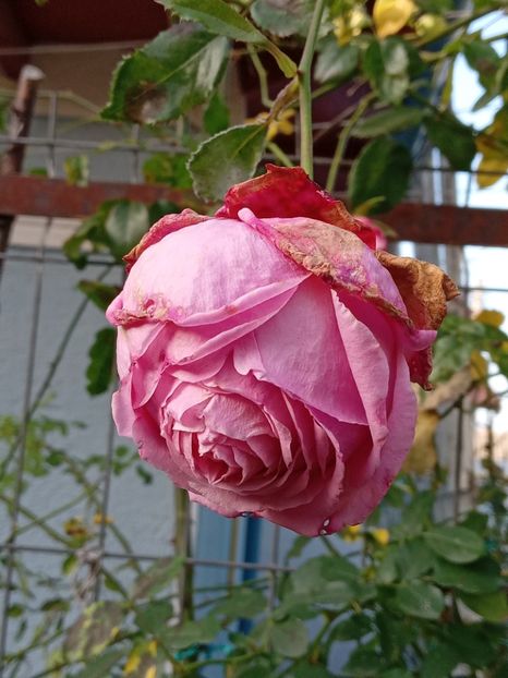  - SEPTEMBRIE-OCTOMBRIE - NOIEMBRIE