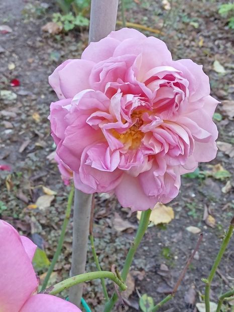  - JUBILLE CELEBRATION