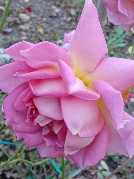  - JUBILLE CELEBRATION