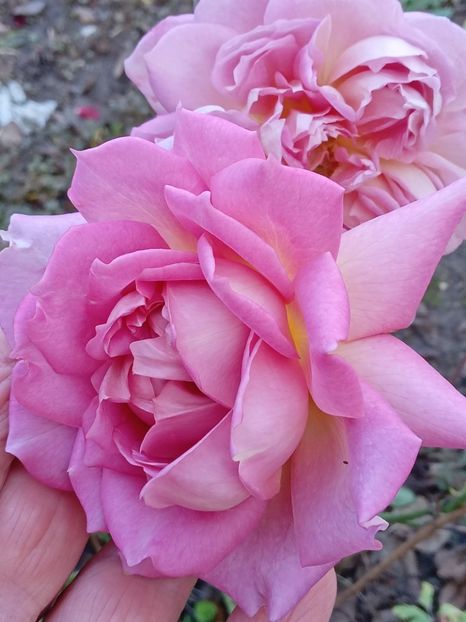  - JUBILLE CELEBRATION