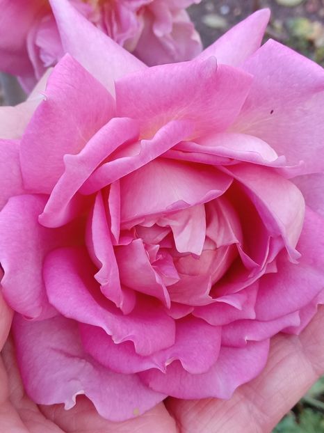  - JUBILLE CELEBRATION