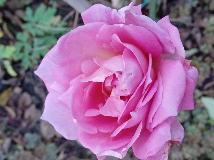  - JUBILLE CELEBRATION