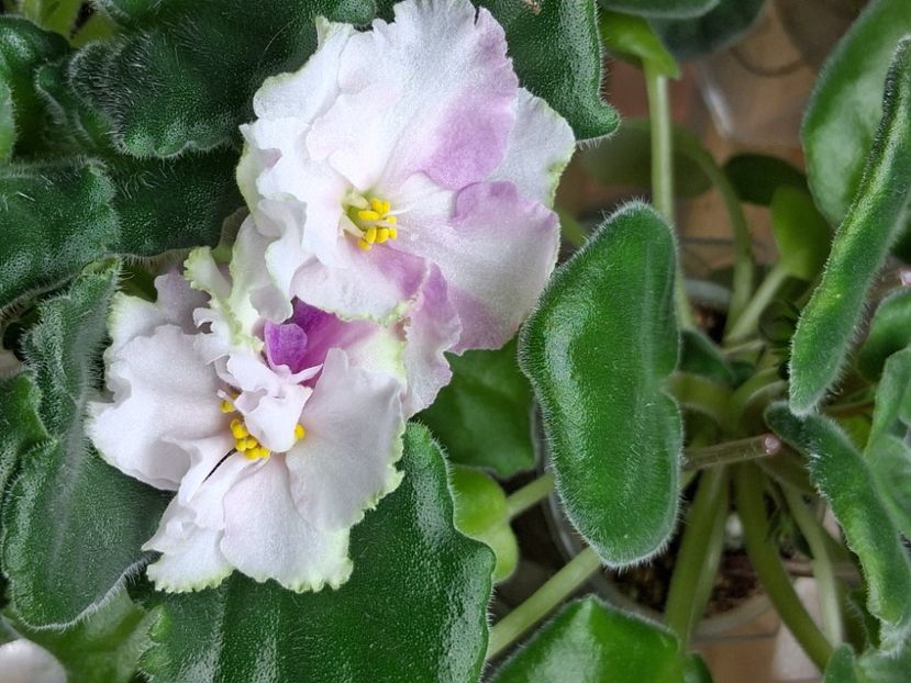  - KO - Orlovchanka 2