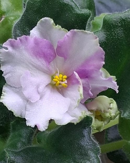  - KO - Orlovchanka 2