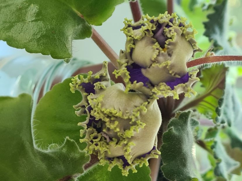  - Alan Electric Blue