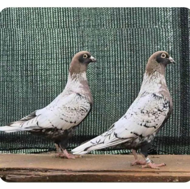  - Nu îmi aparțin 11