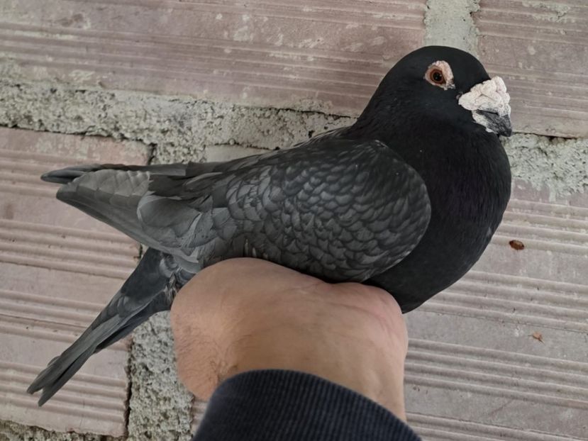  - Nu îmi aparțin 11