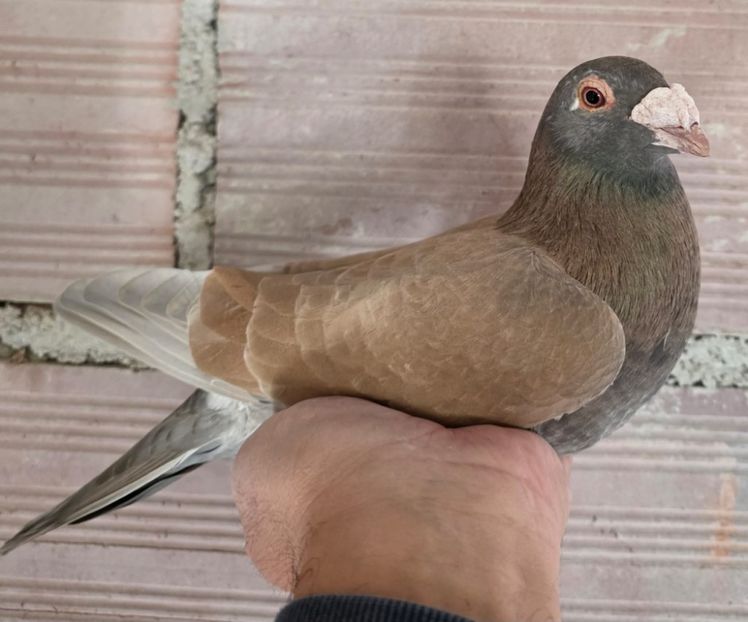  - Nu îmi aparțin 11