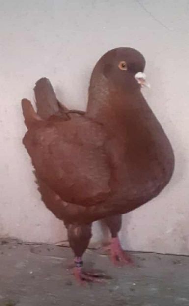 Messenger_creation_038AAD11-D8A3-4ED1-BF84-255F949EAB09 - Vanduti king