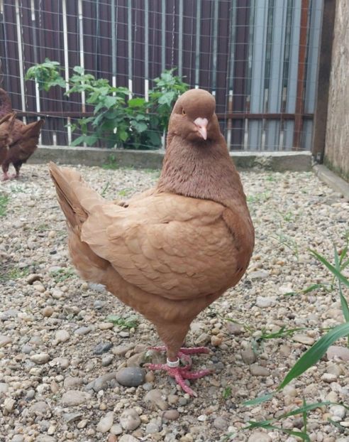 Messenger_creation_FB157D4E-BE30-46C0-8B21-5047CC2ECAEE - Vanduti king