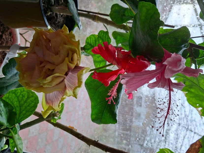 23.11.2025 - HIBISCUSI 2025-6