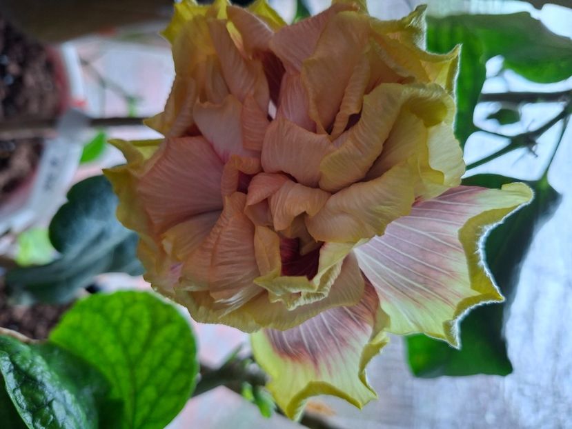  - DPs Purple Rainbow