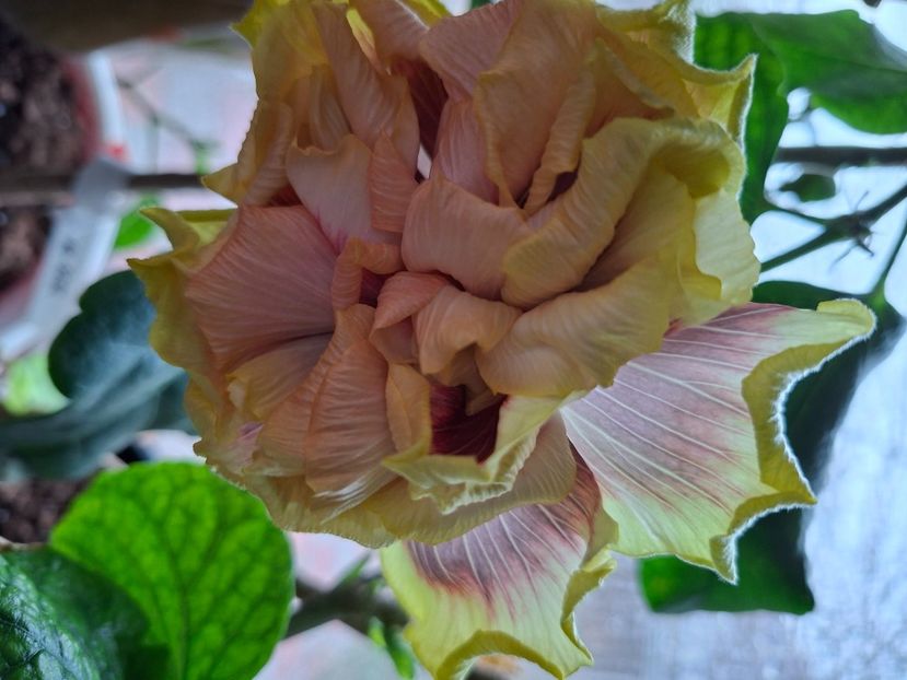  - DPs Purple Rainbow