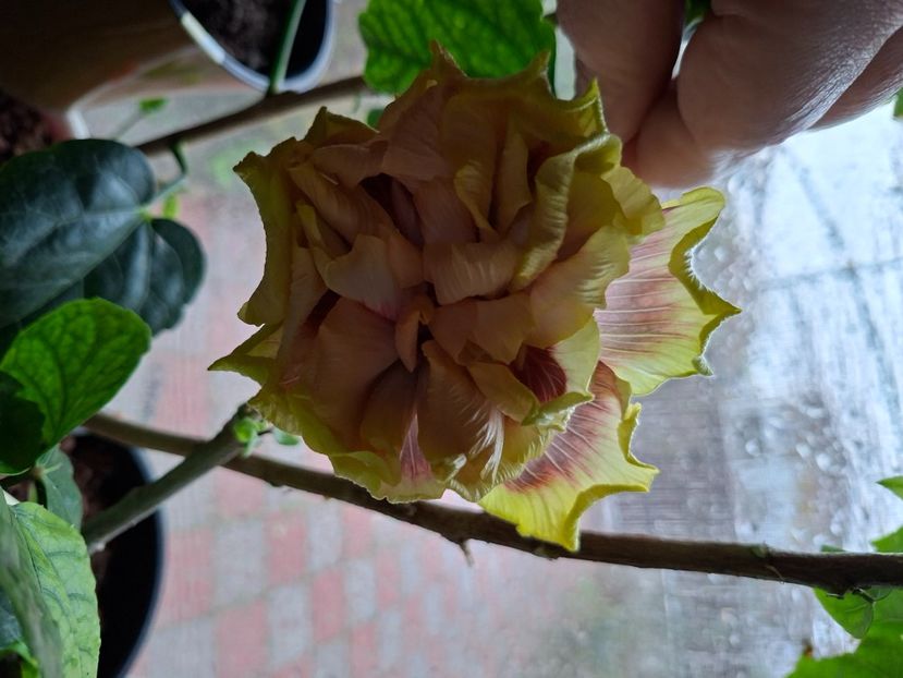  - DPs Purple Rainbow