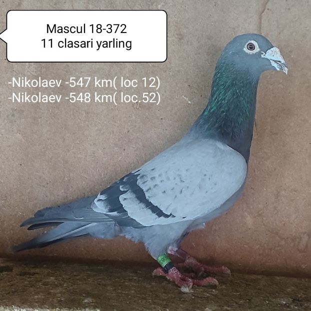 Mascul 18-372 - Vanat