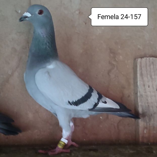 Femela 24-157 - Vânat list