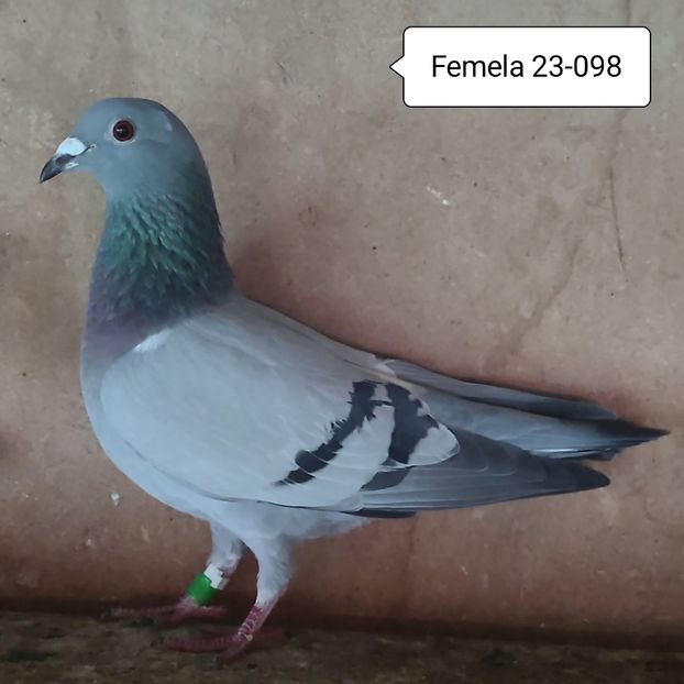 Femela 23-098 - Porumbei vanduti