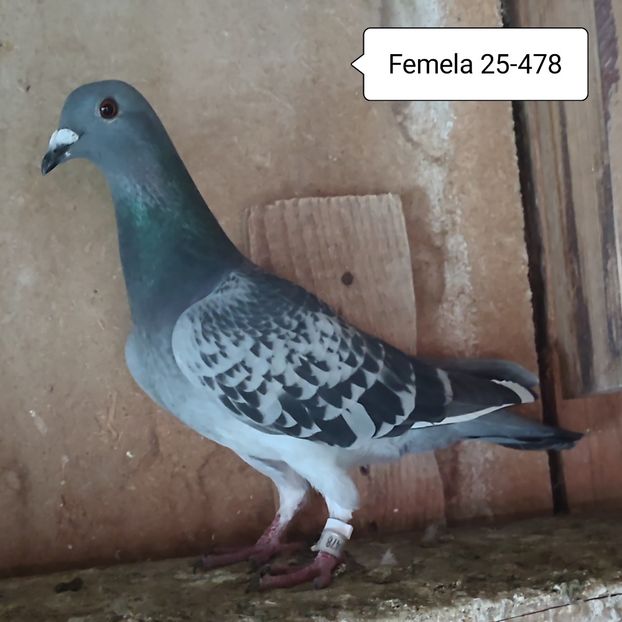 Femela 25-478 - Porumbei vanduti
