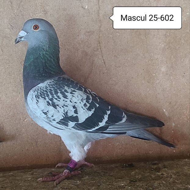 Mascul 25-602 - Stropit