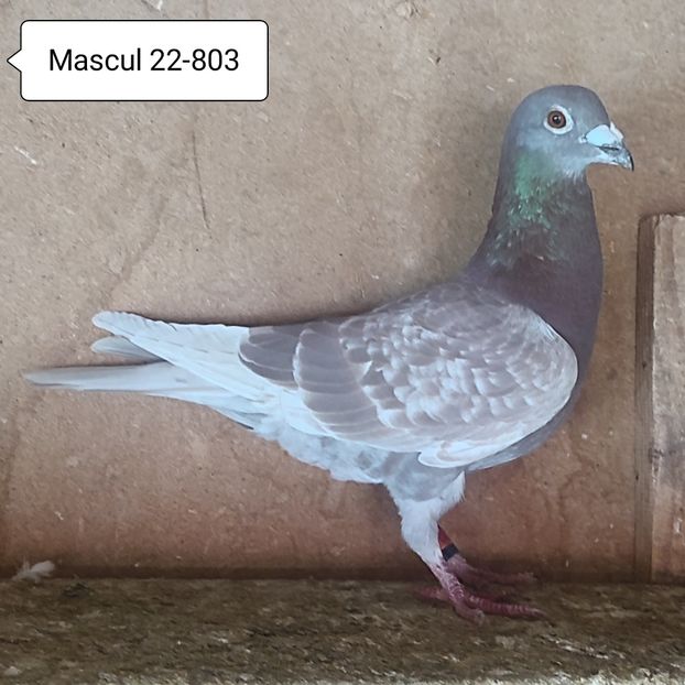 Mascul 22-803 - Porumbei vanduti