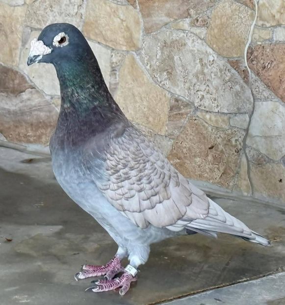  - Nu îmi aparțin 11