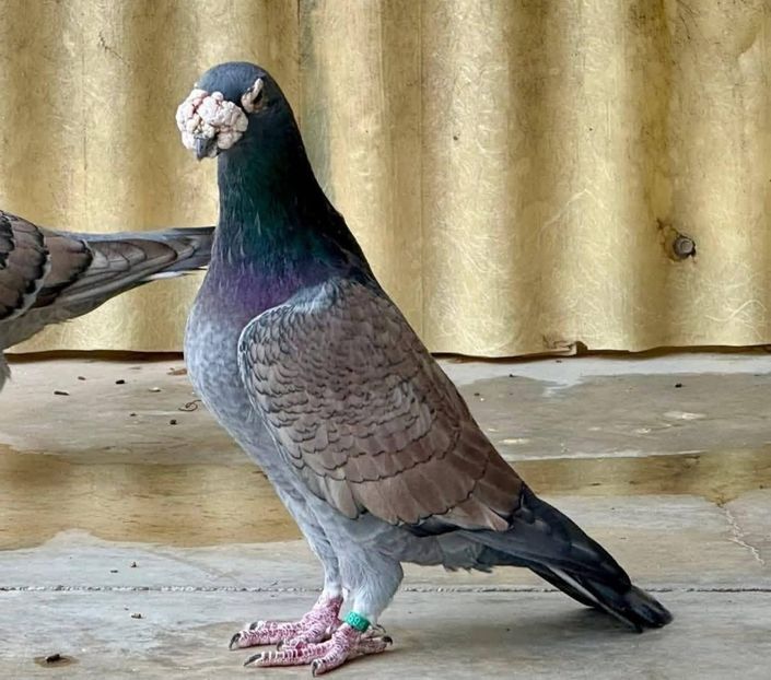  - Nu îmi aparțin 11