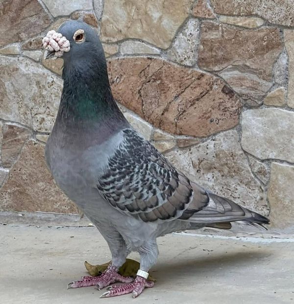  - Nu îmi aparțin 11