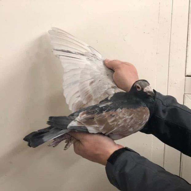  - Nu îmi aparțin 11