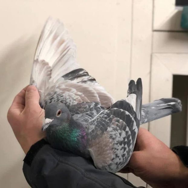  - Nu îmi aparțin 11