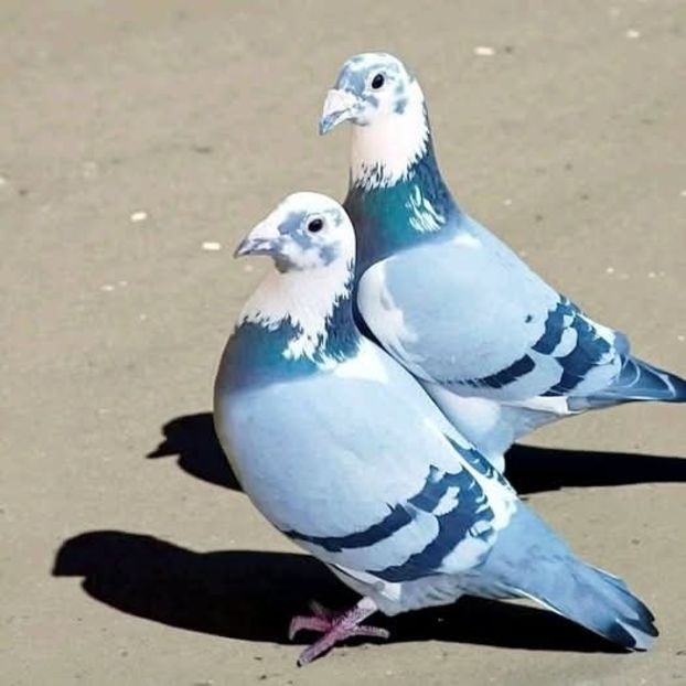  - Nu îmi aparțin 11