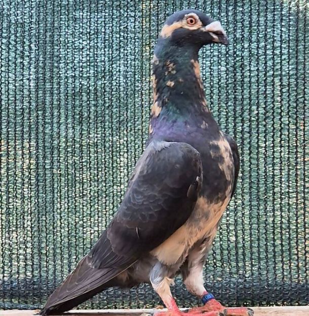  - Nu îmi aparțin 11